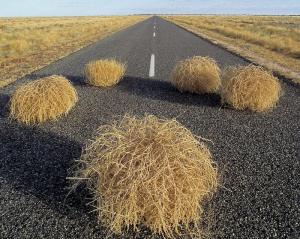 tumbleweed-roadkill_LRG