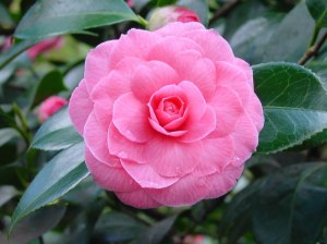 Camellia japonica, Pink Perfection variety