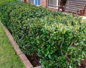 Camellia sasanqua hedge