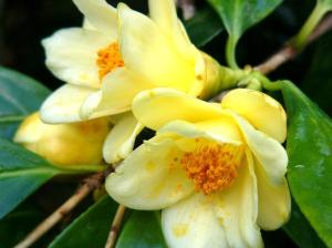 Yellow camellia